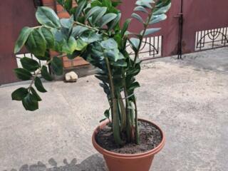 Продам цветы