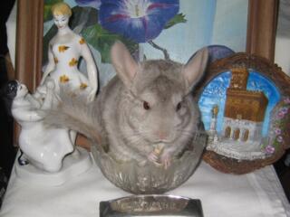 Немецкая губная гармошка, "Украина" и 2 губные гармошки «Neringa».