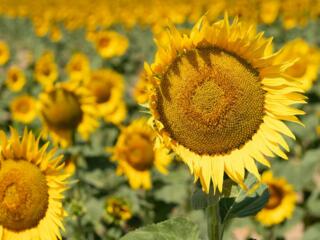 Куплю подсолнечник кукурузу пшеницу