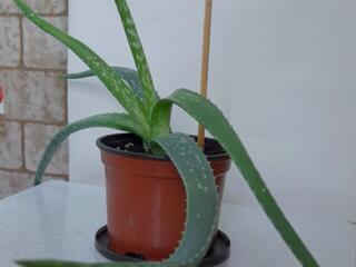 Комнатное растение Алоэ-Вера, 2 шт. и отростки Хлорофитума