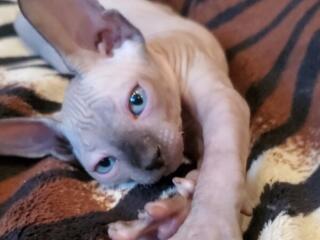 Котята канадского сфинкса