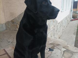 Лабрадор для вязки