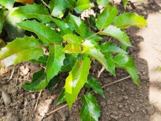 Магония вечнозелёная, саженцы