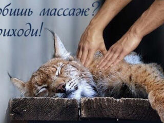 Массажные услуги на Балке