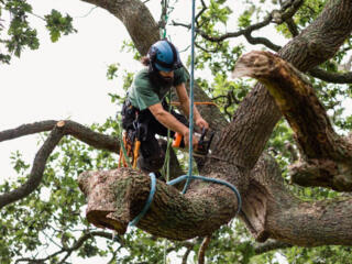 Пилю деревья любой сложности