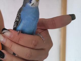 Продаются молодые здоровые волнистые попугаи разных расцветок