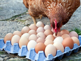 Куриные яйца