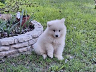 Щенки Самоеда