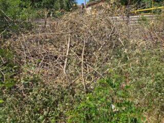 Хворост даром