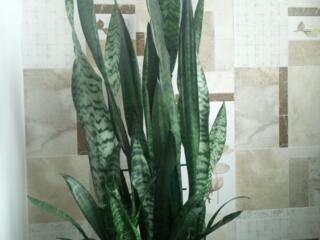 Продам комнатные растения.