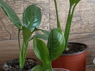 Продам комнатные цветы, женское счастье и другие.