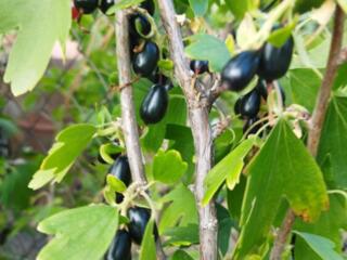 МАЛИНА, СМОРОДИНА, Юкка, Жимолость, Ирис. Розы, Хосты, Комнатные цветы