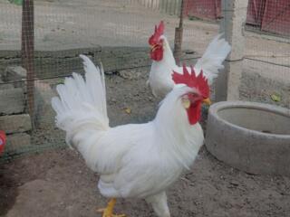 Продам петушков и инкубационное яйцо несушек породы Леггорн.