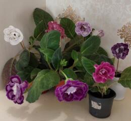 Глоксинии и фиалки Доставим