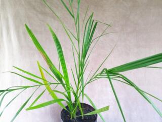 Финиковая пальма