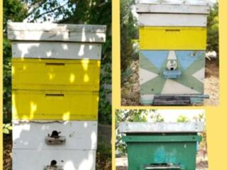 Продаю пчелы Карника, миролюбивые, медоносные.