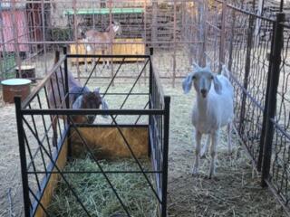 Продаётся мини-ферма (козы)