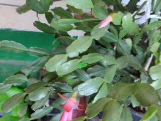 Комнатные растения в продаже