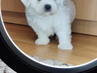 Кукольные щенки Мальтезе!