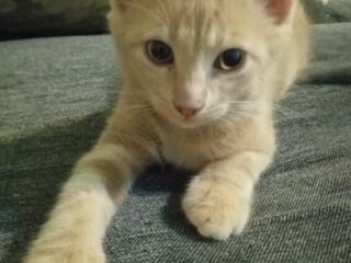 Отдам красивых котят в добрые руки