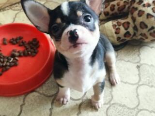 Продам щенков чихуахуа мини от породистых родителей