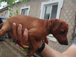 Чистокровные цвергпинчеры хорошая родословная недорого