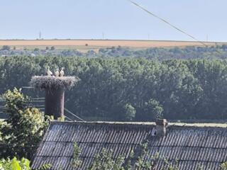 Продается дом в селе Спея