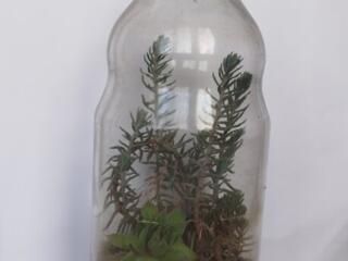 Флорариум, поливать не надо! 150 рублей.