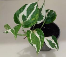 Сциндапсусы эпипремнумы 22 сортов с доставкой