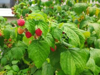 Пол дома Кировский-центр кап. ремонт 80/40/10 От соседей все отдельно