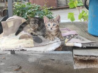 Кошечка в добрые руки