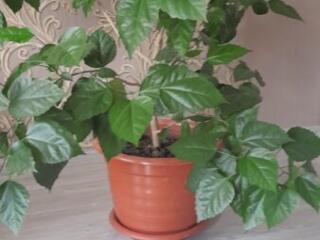 Продам цветок