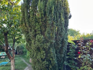 Туя 5 штуки Smaragd высотой 4,0 метра продается