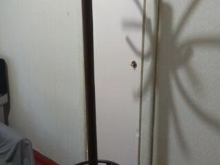 Продам раритетную гнутую вешалку для одежды деревянную - 800р.