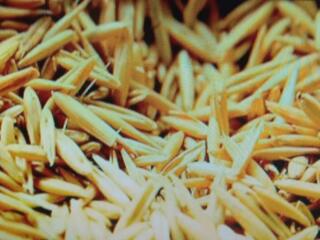 Продам Овёс