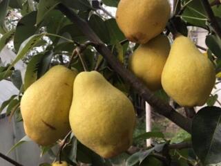 Pomi fructiferi! / Саженцы!