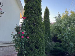 Tuia-5 bucati, smaragd, inaltime 4.0 metri se vinde