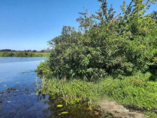 продаж ділянка сільськогосподарського призначення Бориспільський, Голо