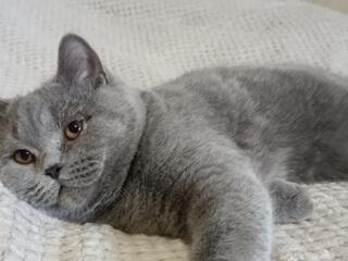 Шикарная шотландская девочка