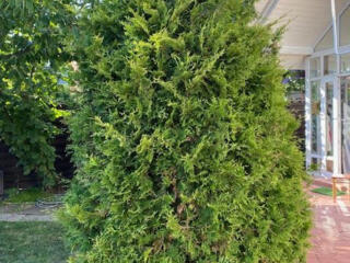 Tuia, inaltime 3.0 metri se vinde, 4500 lei