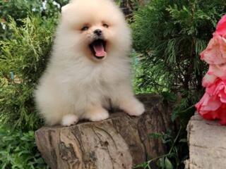 Щенки Померанский шпиц