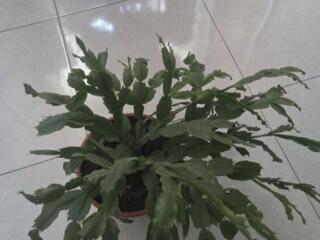 Продам рождественник