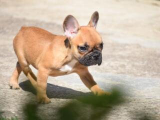 Щенки французского бульдога