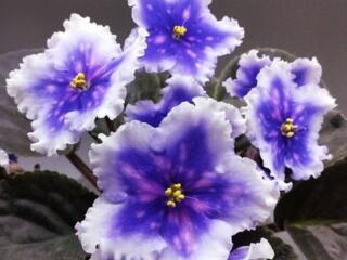 Фиалки селекционные