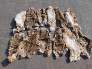 Шкурки заячьи. Вычененые. Разных размеров. Можно на поделки сувенирные