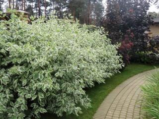 Кустарник ДЕРЕН Элегантиссима - идеальный выбор