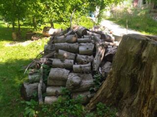 Продам дрова (орех)