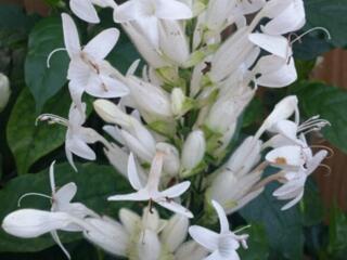 Уайтфельдия псевдоэратемум с доставкой