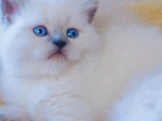 Комочек радости шотландские котята короткошёрстные! Недорого!