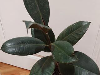 Фикус Али Бенджамина Робуста Абиджан Доставим